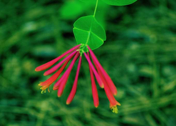 A Splash of Color