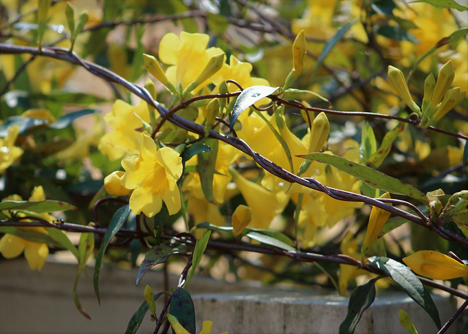 Golden Vines