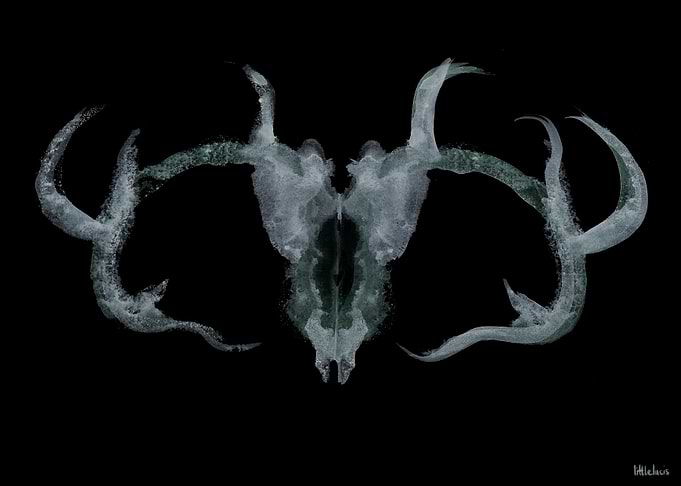 Antler Skull