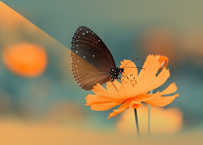 Flower In Love