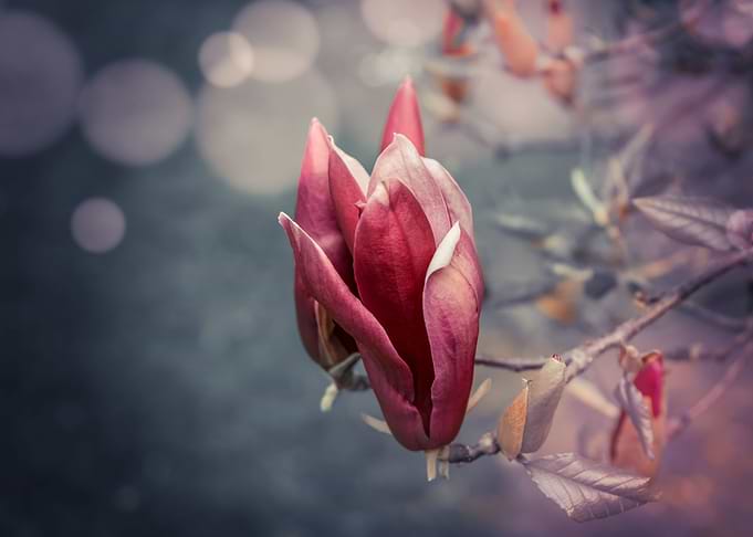 Magnolia
