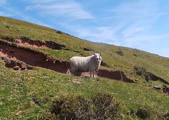Morning Ewe