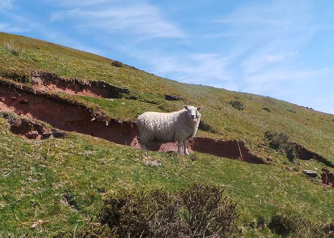 Morning Ewe