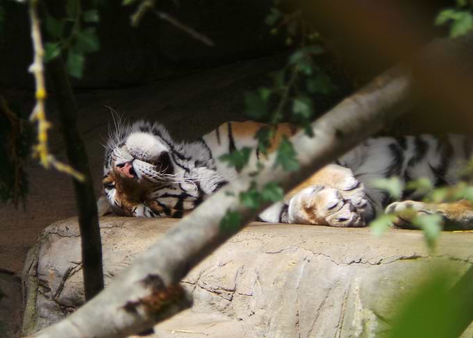 Do not disturb