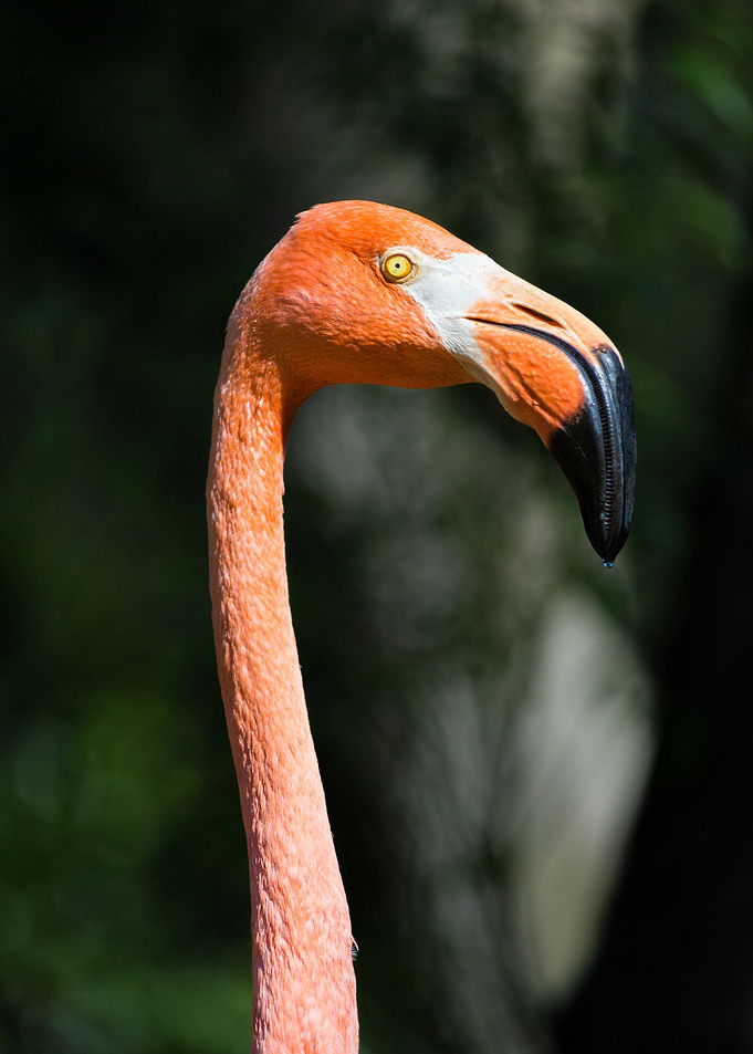 Pink flamingo