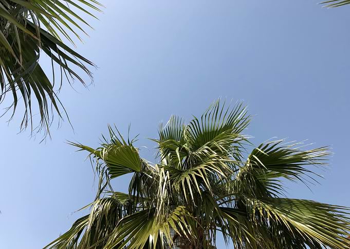 Summer Palm Trees