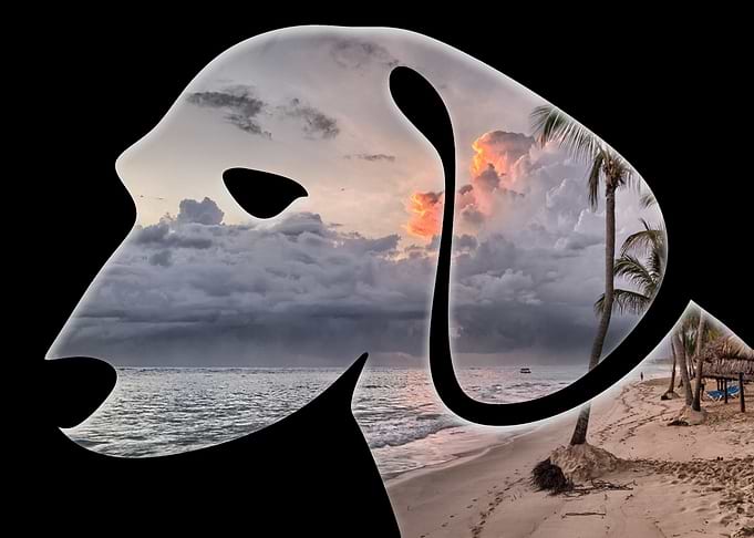 Puppy II Cloudy Beach