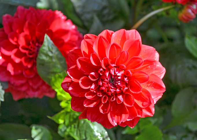 Flower 3