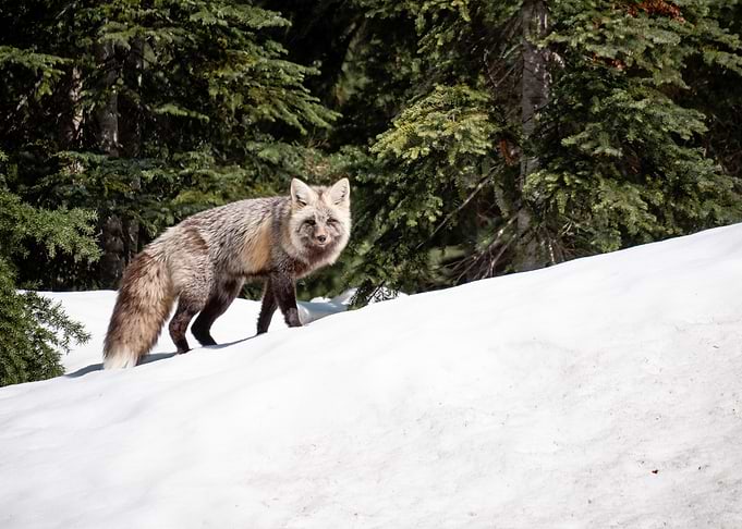 Sierra Red Fox