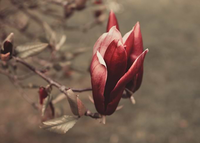 Magnolia