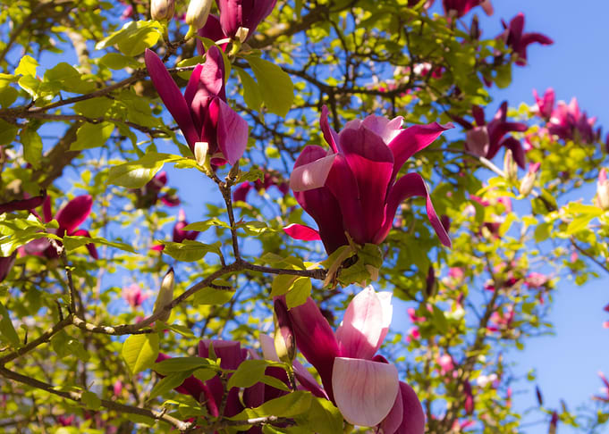 Magnolia