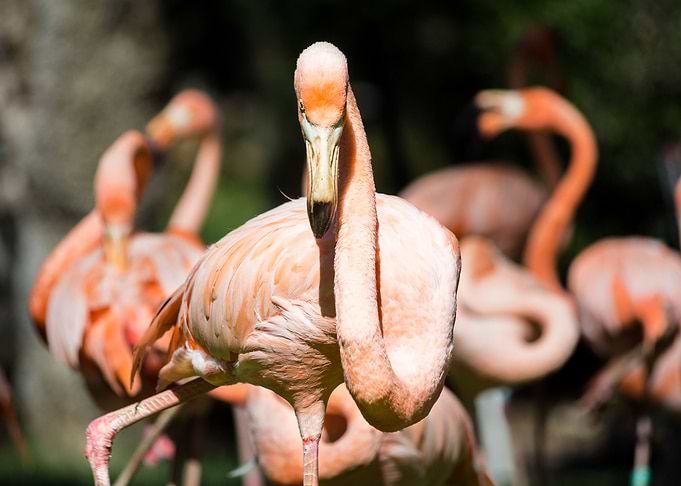 Pink flamingo