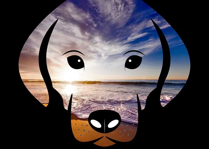 Puppy I Cali Beach