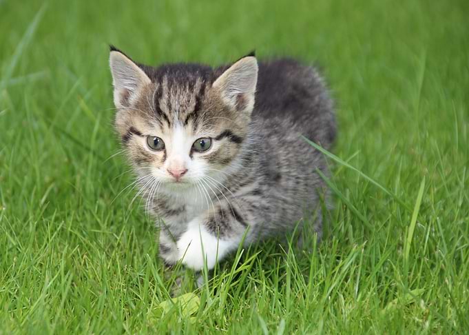 Kitty