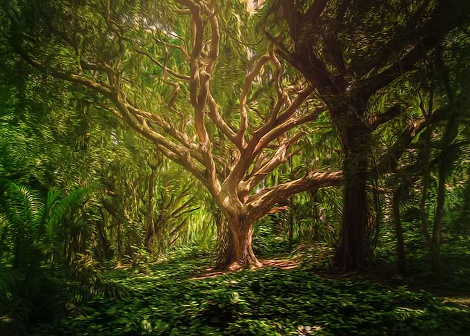 Healing Forest