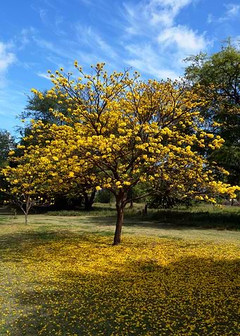 Arrival of Spring
