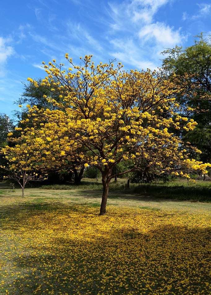 Arrival of Spring