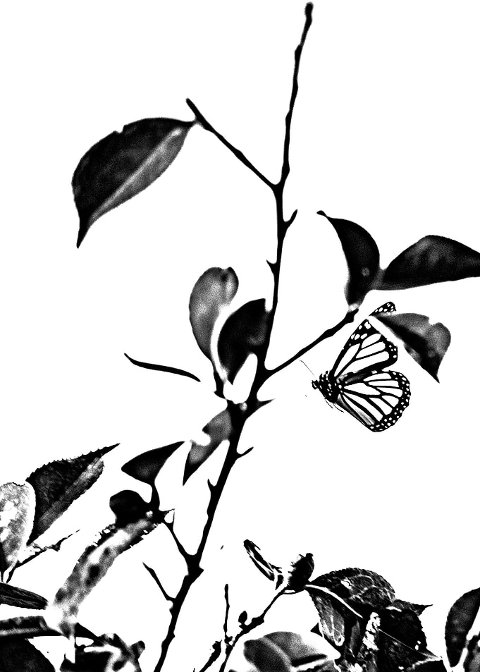 Monarch Profile