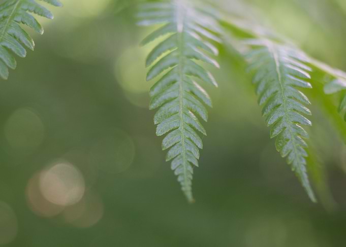 Leaf