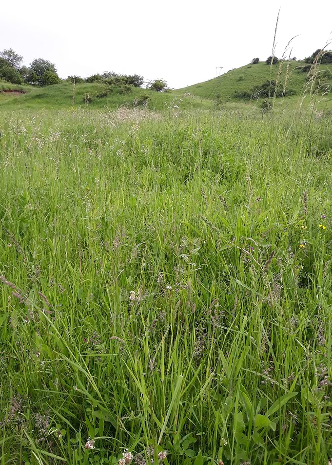 Field before the rain