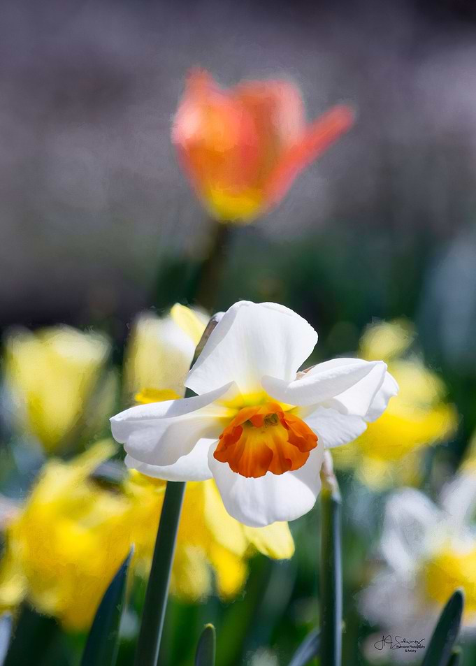 Demure Daffodil