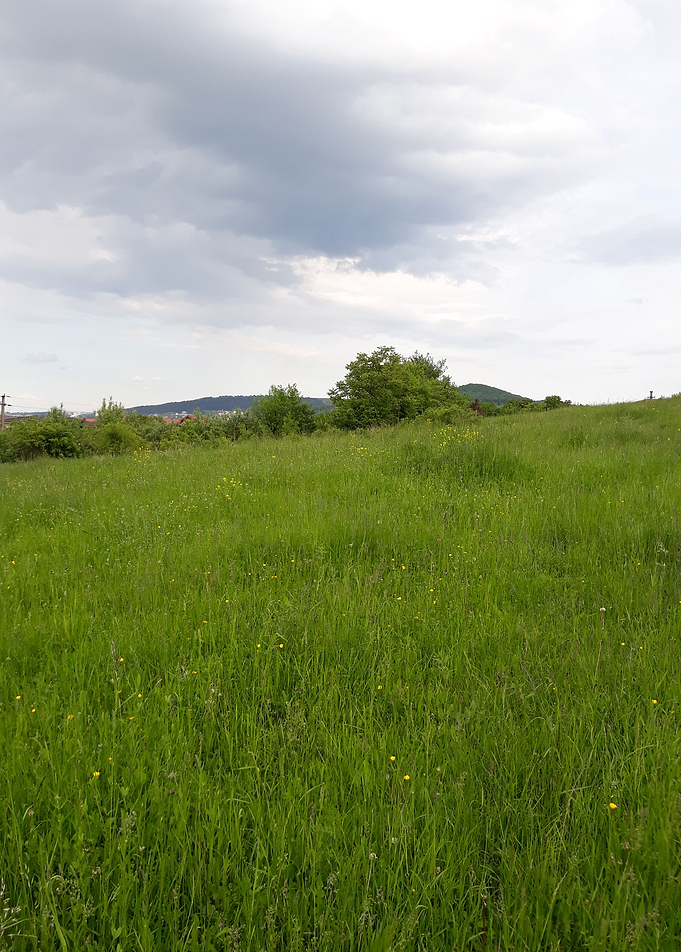 Open field
