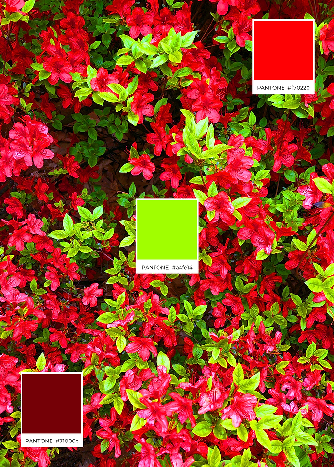 Red Green