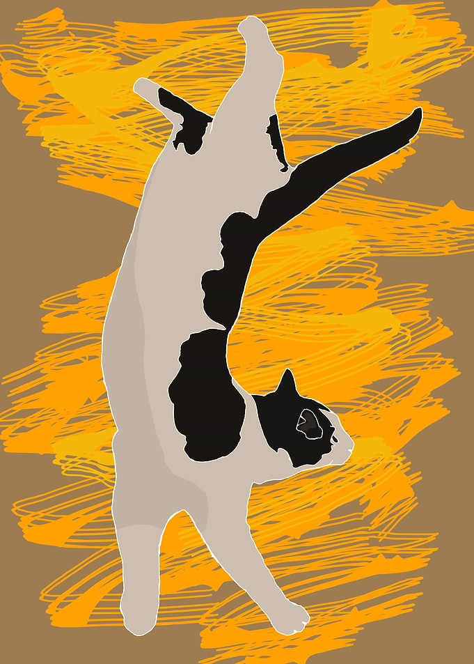 Lying cat 4