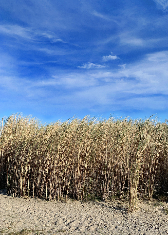 Field of Reeds