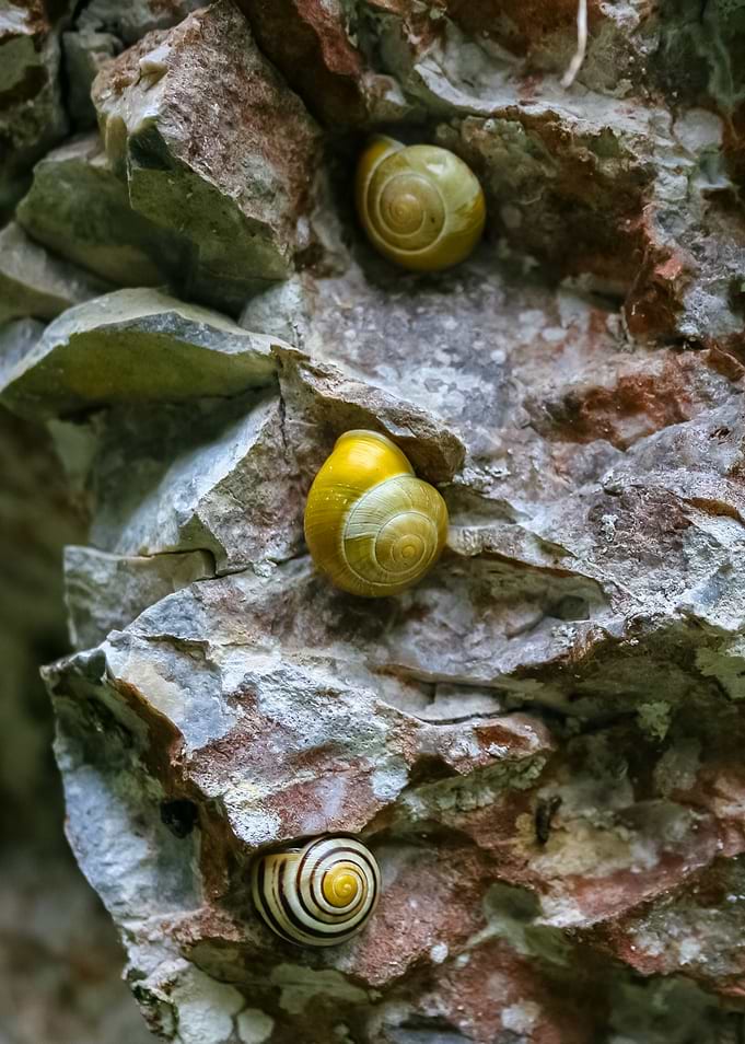 snail
