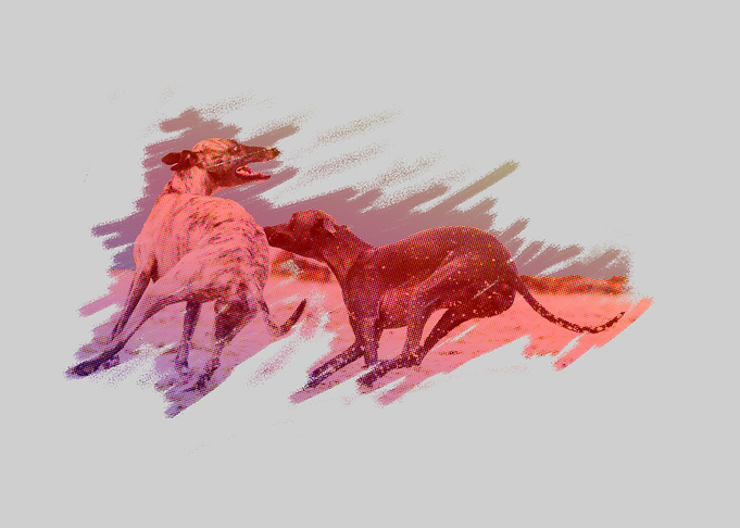 two dog run