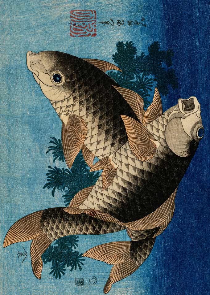 Carps