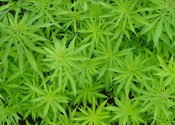 Leafy