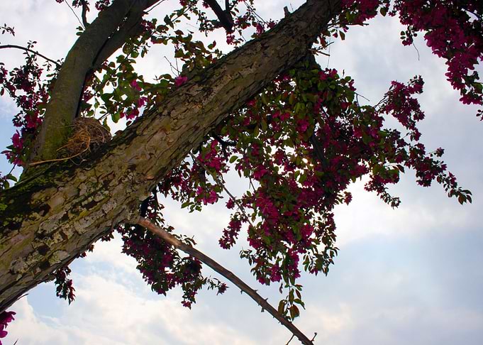 Scatters Blossoms