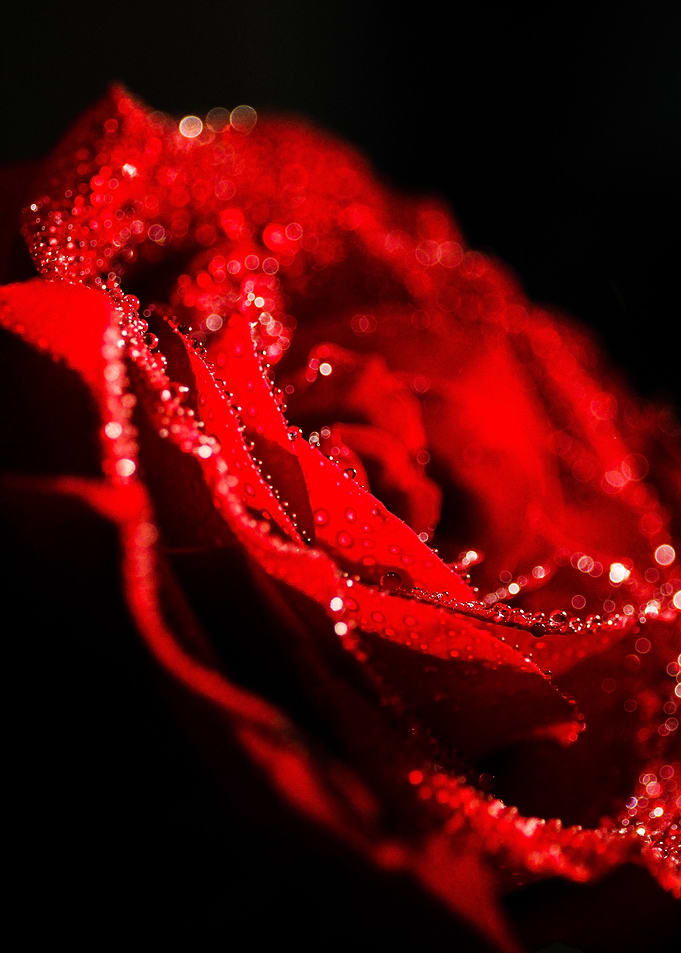 Red rose with dew on it