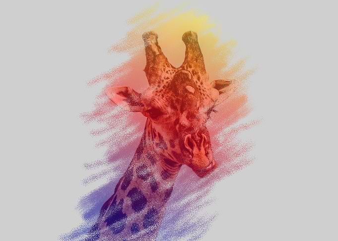smiling giraffe