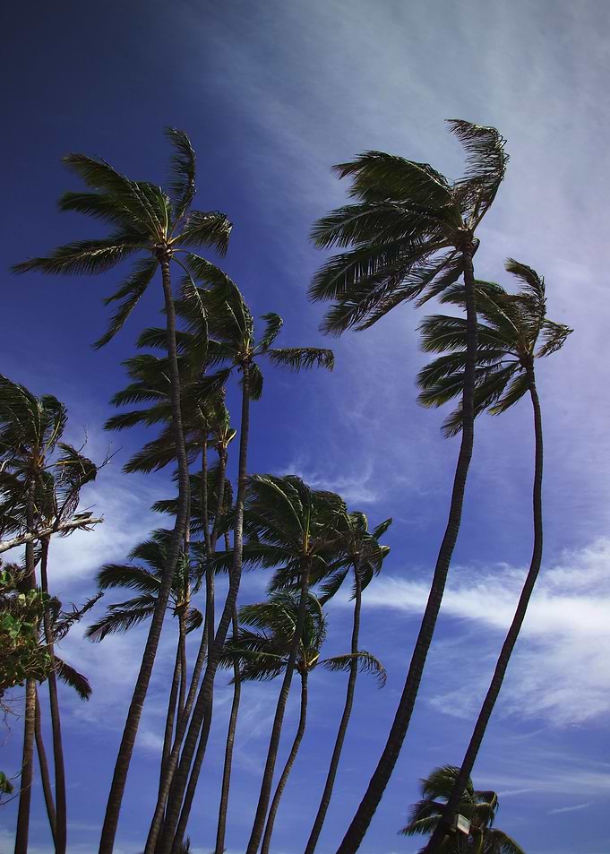 Trade Winds