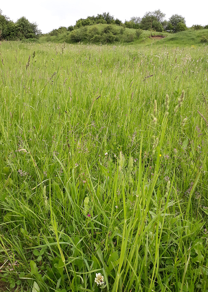 Green field