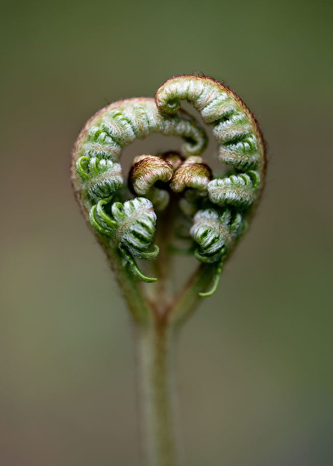 Hearts in nature