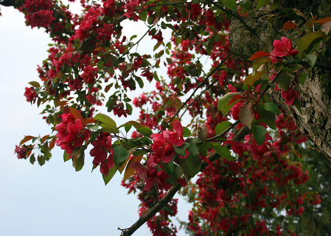 Spring Blossom