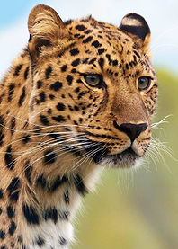 Beautiful Cheetah