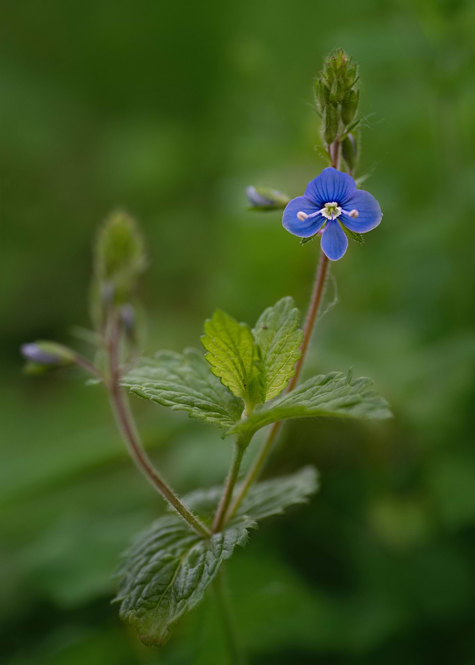 Blue in the woods