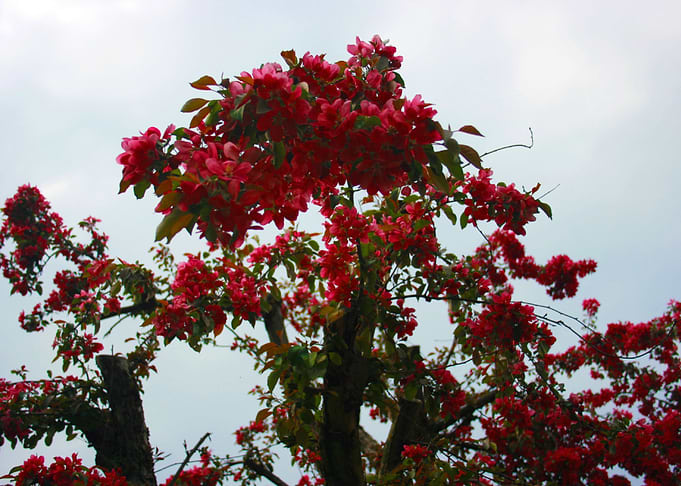 Spring Blossoms