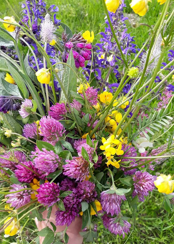 Clover and wildflowers