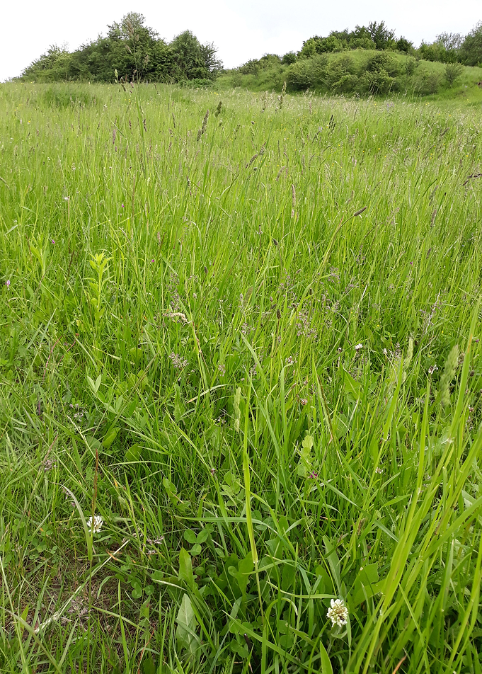 Green landscape