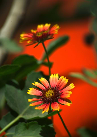Wild Flowers