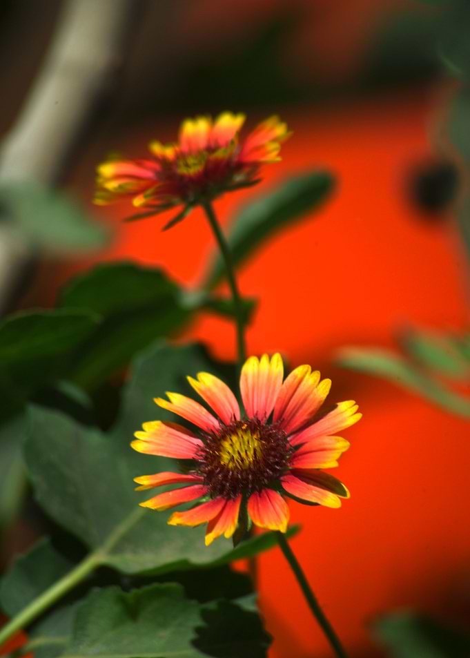 Wild Flowers