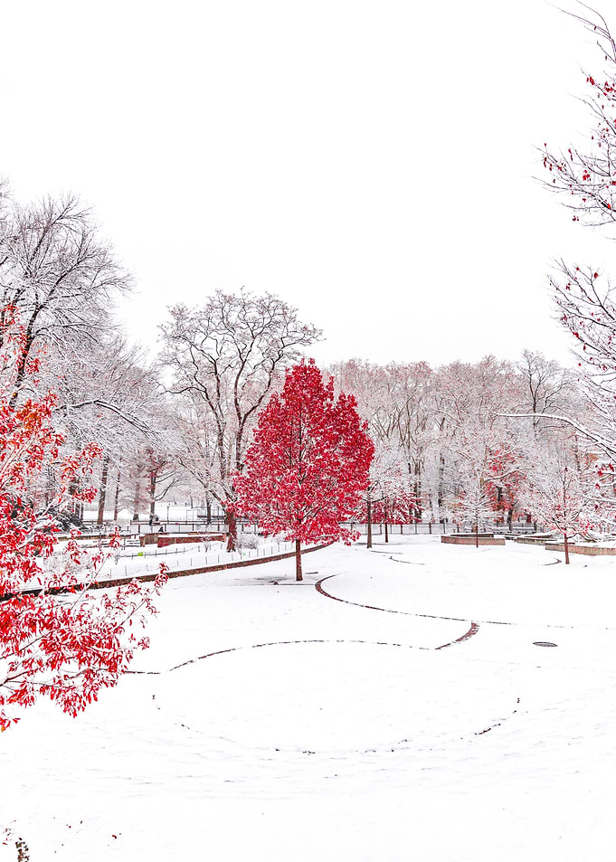 Red trees in snow