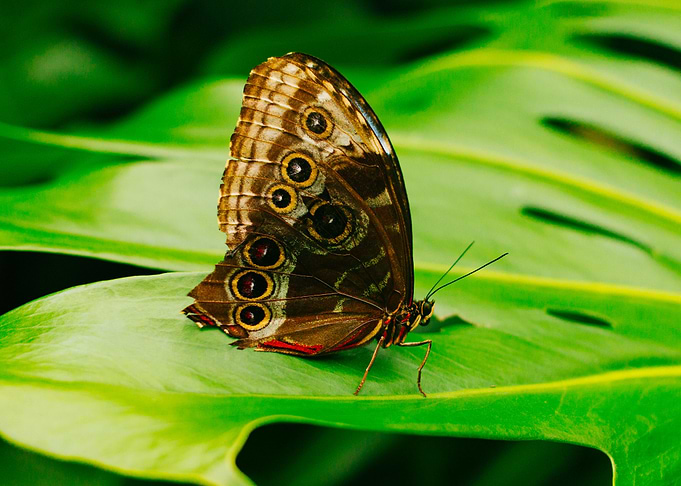 Butterfly on a Leaf 2