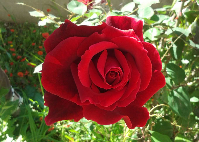 Rose and poppies